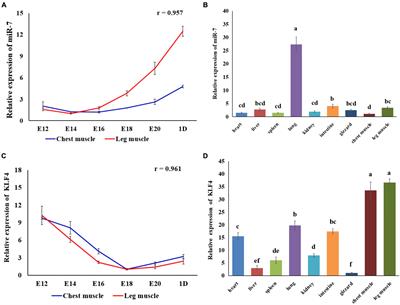 MicroRNA-7 Targets the KLF4 Gene to Regulate the Proliferation and Differentiation of Chicken Primary Myoblasts